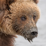 Muddy coastal brown bear - Lake Clark National Park, Alaska