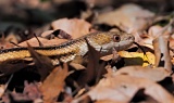 Yellow Rat Snake - San Felasco Hammock Preserve State Park, Florida