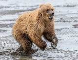 Running coastal brown bear cub - Lake Clark National Park, Alaska