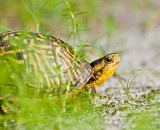 Florida Box Turtle - Paynes Prairie Preserve State Park, Florida