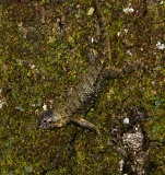 Southern Fence Lizard - O'Leno State Park, Florida