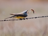Western Kingbird eating grasshopper - Comanche National Grasslands, Colorado