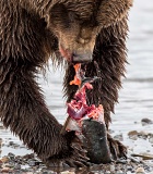 Coastal Brown Bear eating a salmon - Lake Clark National Park, Alaska