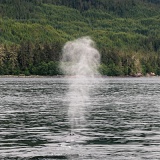 Humpback Whale spout - Stephens Passage, Alaska