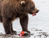 Coastal Brown Bear eating a salmon - Lake Clark National Park, Alaska