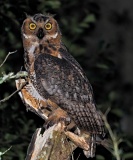 Great Horned Owl - Gainesville, Florida