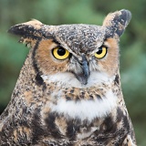 Great Horned Owl - Fort Collins, Colorado