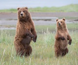 Coastal brown bear and cub standing - Lake Clark National Park, Alaska
