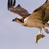 Osprey with fish - Bald Point State Park, Florida
