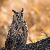 Long-eared Owl - Fort Collins, Colorado