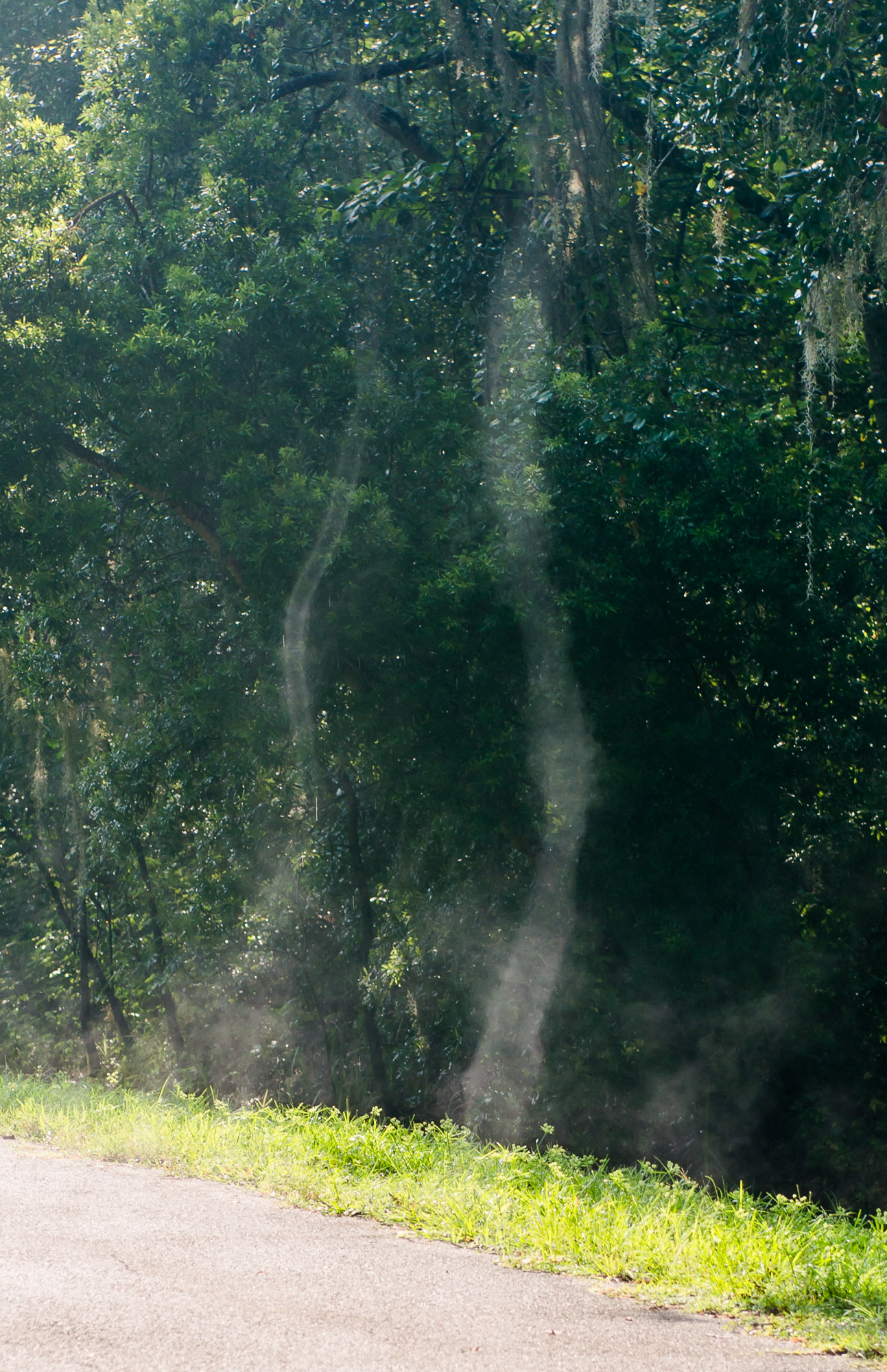 Steam devils Gainesville, Florida Fred Wasmer Photography