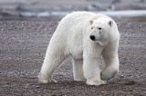 Polar Bear - Arctic National Wildlife Refuge, Alaska