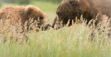Coastal brown bears after mating - Lake Clark National Park, Alaska