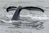 Humpback Whale fluke - Chatham Strait, Alaska