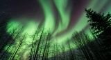 Aurora over trees - Brooks Range, Alaska
