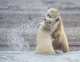 Polar Bear cubs playing - Arctic National Wildlife Refuge, Alaska