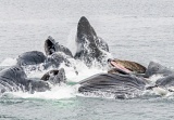 Humpback whales bubble-net feeding - Chatham Strait, Alaska