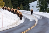 Herd of bison on road - Yellowstone National Park, Wyoming