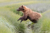 Coastal brown bear jumping across stream - Lake Clark National Park, Alaska