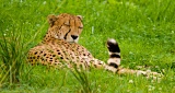 Cheetah napping in grass - National Zoo, Washington, DC