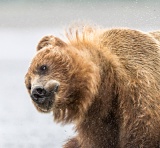 Coastal brown bear shaking water off fur - Lake Clark National Park, Alaska