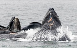 Humpback whales bubble-net feeding - Chatham Strait, Alaska
