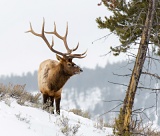 Elk with large antlers - Yellowstone National Park, Wyoming