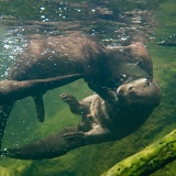 Otters playing - National Zoo, Washington, DC