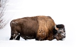 Forlorn bison feeding in snow - Yellowstone National Park, Wyoming