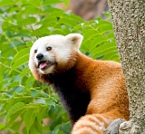 Red Panda - National Zoo, Washington, DC