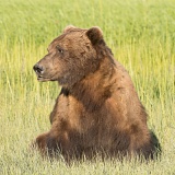 Coastal brown bear in sunny meadow - Lake Clark National Park, Alaska