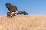 Red-tailed Hawk - Boulder, Colorado