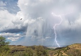 Lightning bolt and soaring Turkey Vulture - Davis Mountains State Park, Texas