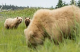 Coastal brown bears - Lake Clark National Park, Alaska