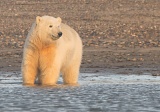 Polar Bear cub at sunset - Arctic National Wildlife Refuge, Alaska