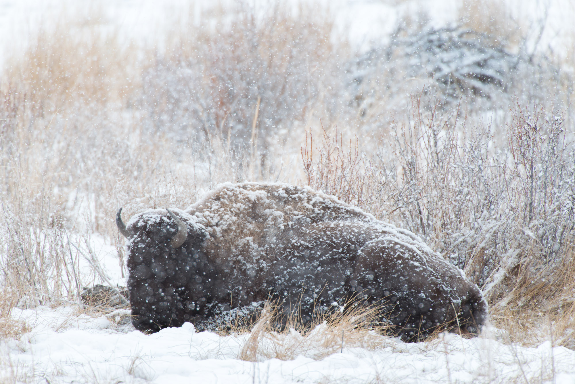 Bison in meadow during snowstorm - Yellowstone National Park