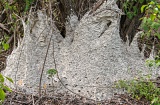 Enormous paper wasp nest - Everglades National Park, Florida
