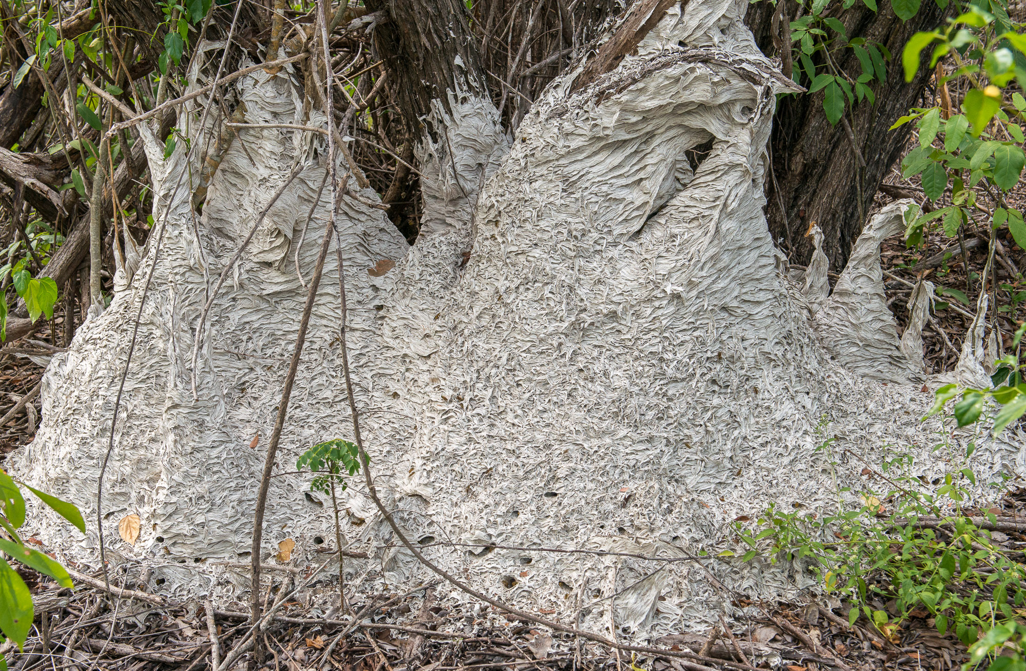 everglades national park research paper