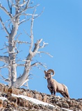 Male Bighorn Sheep on cliff - Yellowstone National Park, Wyoming