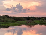 Alligator in Myakka River - Myakka River State Park, Florida