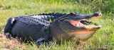 Alligator on La Chua Trail - Paynes Prairie State Park, Florida