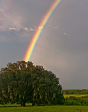 Rainbow and lone tree - Gainesville, Florida