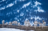 Herd of Pronghorn on ridge - Yellowstone National Park, Wyoming