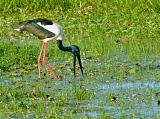 Black-necked Stork - Yellow Water Wetlands, Kakadu National Park, Northern Territory, Australia