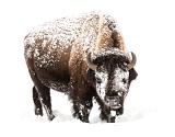 Bison feeding in snow - Yellowstone National Park, Wyoming