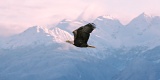 Flying Bald Eagle - Chilkat River, Alaska