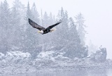Bald Eagle flying in snowstorm - Kachemak Bay, Alaska