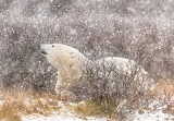 Polar Bear in falling snow - Churchill, Manitoba