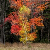 Colorful fall foliage - Acadia National Park, Maine