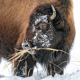 Bison in winter - Yellowstone National Park, Wyoming